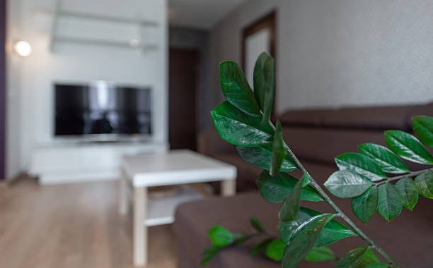 客廳財位放什麼