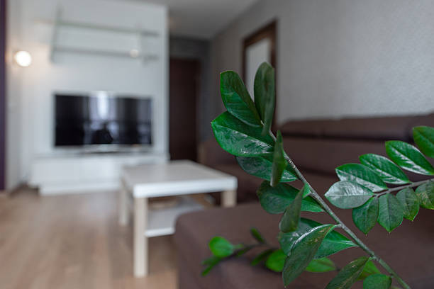 客廳財位放什麼