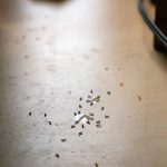 像灰塵的白色小蟲