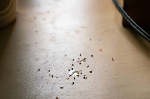 像灰塵的白色小蟲