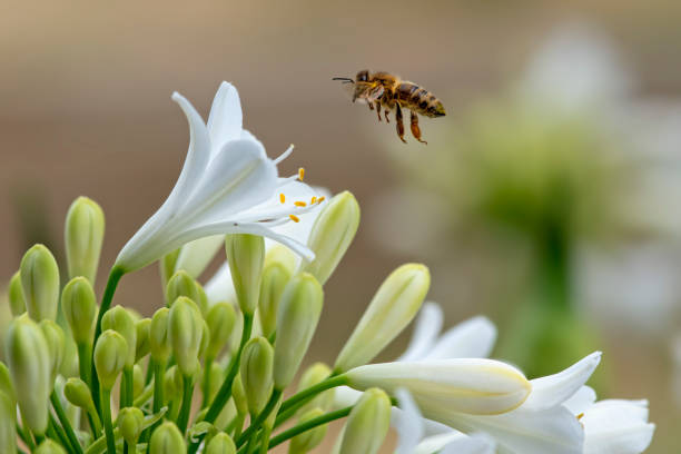 蜜蜂飛進家裡風水