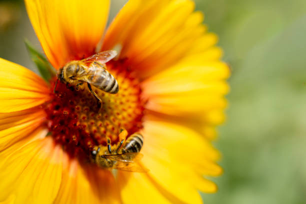 蜜蜂飛進家裡風水