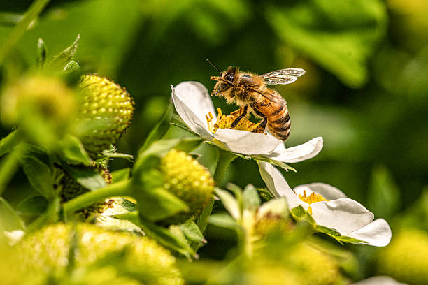 蜜蜂飛進家裡風水